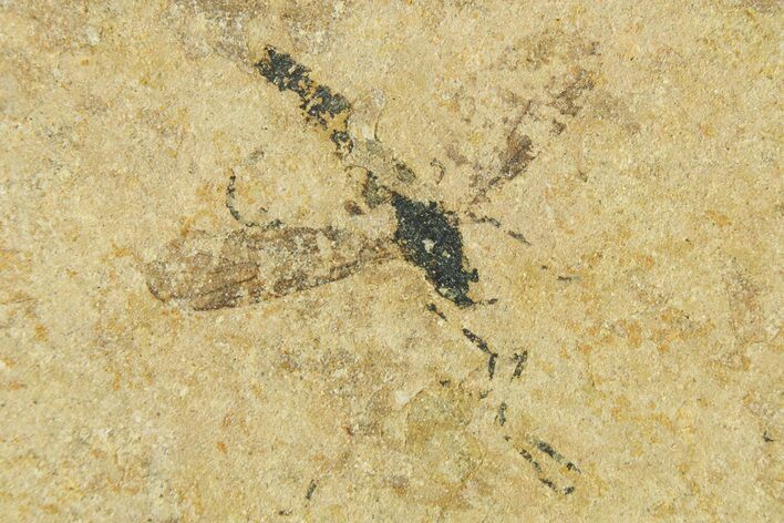 Detailed Fossil Fly (Plecia) - France #267657